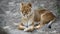 Close up lioness resting on the ground