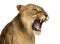 Close-up of a Lioness roaring, Panthera leo, 10 years old