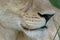 Close up of a lioness's muzzle in Botswana