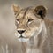 Close-up of Lioness in Serengeti, Tanzania, Africa