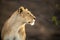 Close-up of lioness staring right with catchlight