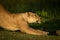 Close-up of lioness stretching in golden light