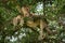 Close-up of lioness in tree turning head