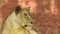 Close-up of a lioness walking with her cub and nudging him through the dry grass in Africa. Closeup of a lioness sitting near tree