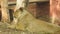 Close-up of a lioness walking with her cub and nudging him through the dry grass in Africa. Closeup of a Lioness sitting near tree