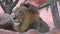 Close-up of a lioness walking with her cub and nudging him through the dry grass in Africa. Closeup of a Lioness sitting near tree