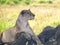 Close up of a lioness watching the serengeti from a termite mound