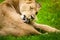 Close-up of Lionesses