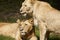 Close-up of Lionesses