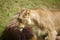 Close-up of Lionesses