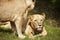 Close-up of Lionesses