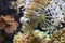 Close-up of lionfish head