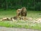 Close up of lions