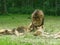 Close up of lions