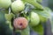 Close-up of lit by bright sun brunch with nice big ripe green and bad rotten apples in orchard on soft foggy colorful background.