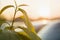 Close-up of lit by sun top of plant, tree brunch with big dark shiny green leaves on blurred misty colorful background. Beauty of