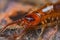 Close up of Lithobius forficatus, most commonly known as the brown centipede or stone centipede, is a common European