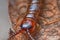 Close up of Lithobius forficatus, most commonly known as the brown centipede or stone centipede, is a common European