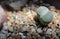 Close up of Lithops otzeniana,hallii, Lithops plant (living stone).