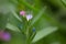 Close-up Lithospermum Arvense pink flowers