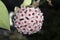 Close up of little blossom pink hoya shaped like ball.