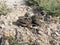 Close up of little cute red wattled lapwing chicks