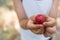 CLOSE UP LITTLE DIRTY CHILD HANDS HOLDING A RED PLUM EXPLORING TH