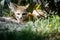 Close up of a little Fennec fox resting in the grass in a ray of light.