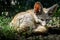 Close up of a little Fennec fox resting in the grass in a ray of light.