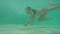 Close-up of a little girl swimming underwater at the bottom of the pool