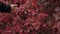 Close-up of a little girl walking in autumn, touching red leaves with her hands.