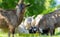 Close up of little goat, looking at camera on background of little goats, eating food outdoors