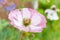 Close-up of a little green katydid on a pink mauve poppy