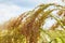 Close up of Little Millet stalk with grains. Millet is used as food