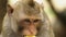 Close-up. little monkey eating corn cob. asian lifestyle