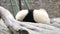 Close up Little Panda in China