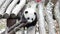 Close up Little Panda in China