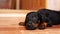 Close-up of a little puppy. A dog breed doberman crawling on the floor.