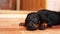 Close-up of a little puppy. A dog breed doberman lies on the floor.