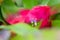 Close up little purple flower blooming in bromeliad with water tank inside and around the leaves