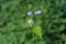 A close up of little purple flower (Chromolaena odorata) blooming