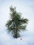 close up of little single Pine Tree ilex conifer foliage under the white snow cover white background