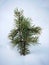 Close up a little single Pine Tree, ilex conifer foliage, under the white snow covered white background merry Christmas,