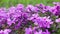 Close up of little spring purple little flowers in garden