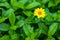 Close up little yellow star flower daisy with green garden background