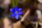 Close up of Liverworts flowers