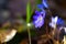 Close up of Liverworts flowers