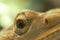 A close up of a lizard against blurred background