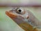 Close-up of a lizard on Bequia