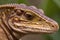 Close-up lizard head